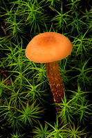 Orange Mushroom in Haircap Moss